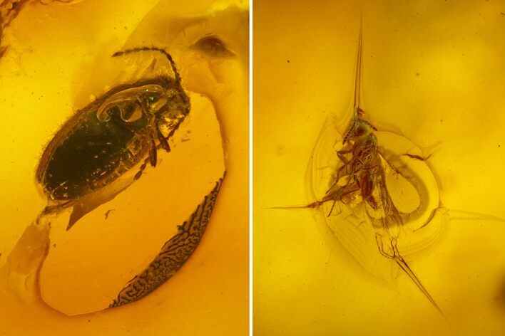 Two Fossil Beetles (Coleoptera) & Two Flies (Diptera) In Baltic Amber #159825